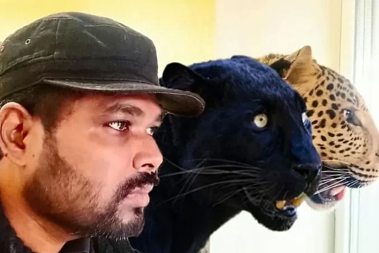 Girikumar Patil membawa seekor jaguar dan macan kumbang dari sebuah kebun binatang 20 bulan lalu.
