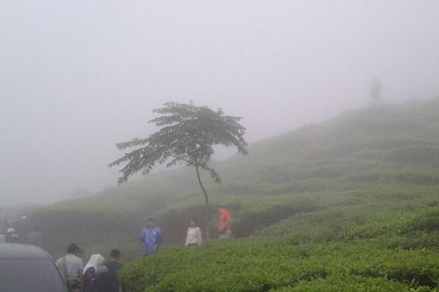 Kebun Teh Medini Kendal, seperti Berada di 