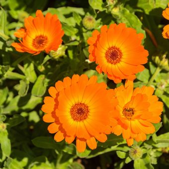 Ilustrasi tanaman bunga English marigold