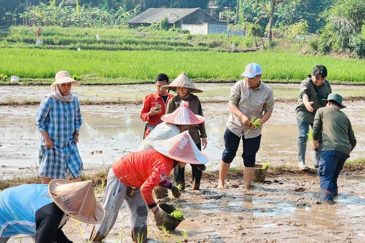 Kementerian Pertanian (Kementan) mendukung penanaman padi bersama Poktan Cileungsir, Sabtu (7/9/2024). 