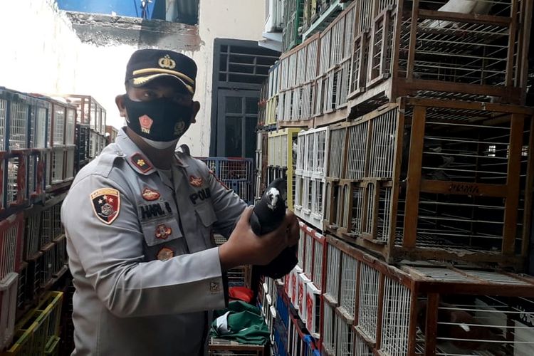 Polisi Bubarkan Lomba Balap Merpati karena Abaikan Protokol Kesehatan