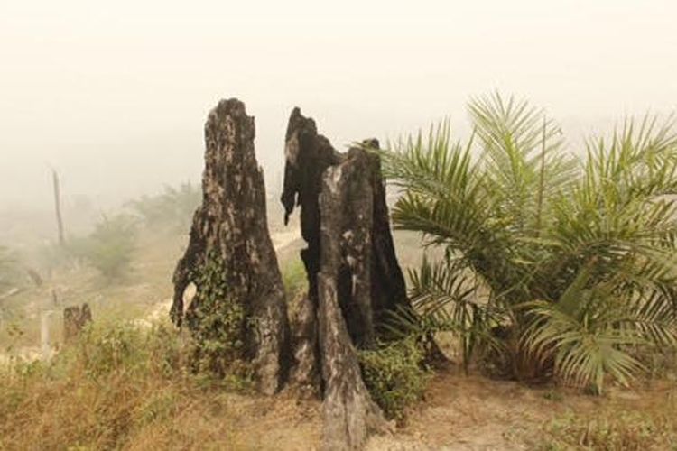 Pohon sawit di sela tunggul kayu yang menghitam bekas terbakar.