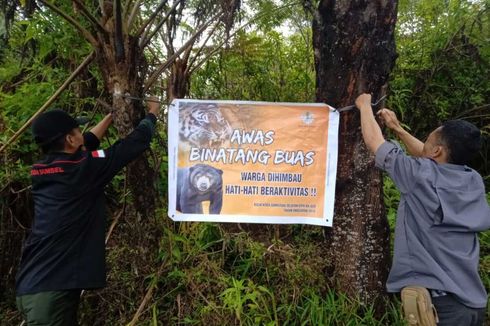 Kronologi Petani Tewas Diterkam Harimau di Lahat: Jadi Korban Ke-4, Ditemukan Tak Utuh