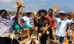 Meskipun Kemarau, Produksi Jagung di Nganjuk Raup Rp 1 Triliun