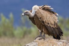 Diduga Racuni Burung Nasar, Pria Israel Ditahan