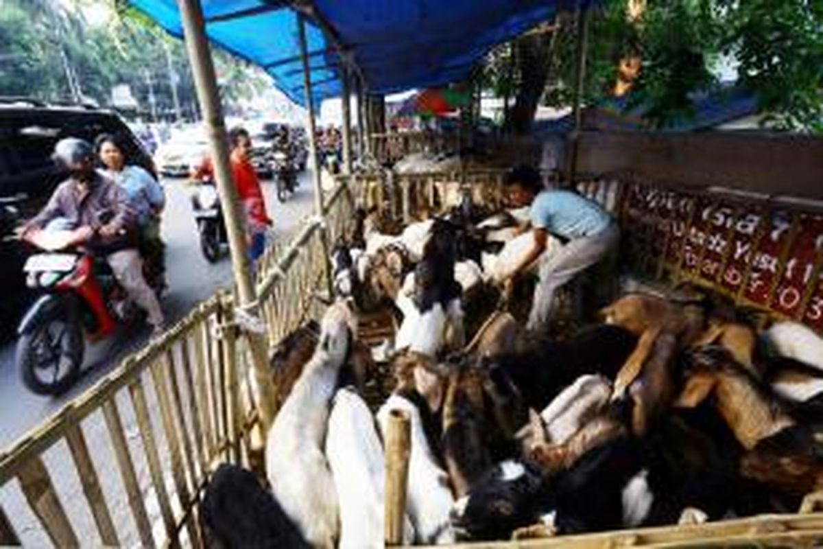 Pedagang kambing menjajakkan hewan kurban di trotoar Jalan KH Mas Mansyur, Tanah Abang, Jakarta Pusat, Senin (7/10/2013). Menjelang Idul Adha 1434 H, sejumlah pedagang mulai marak menjajakkan hewan kurban di pinggir jalan dengan harga bervariasi mulai dari Rp 1,5 juta hingga Rp 3 juta.