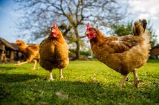 Kamasutara Satwa: Ayam Betina Menyimpan Ratusan Juta Sperma Saat Kawin