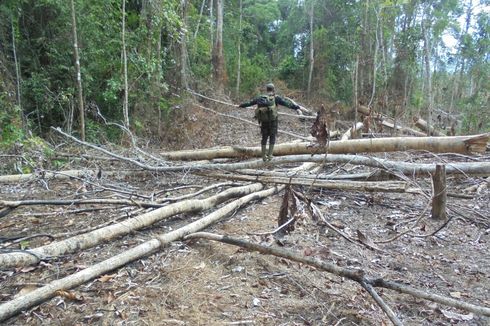 Praktik Jual Beli Lahan Hutan Ilegal di Mukomuko Bengkulu, Rp 15 Juta untuk 1 Hektar