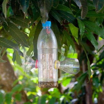 Ilustrasi perangkap lalat atau serangga yang dibuat dari botol plastik bekas. 