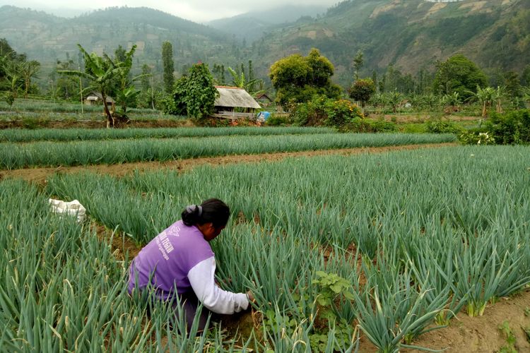 Inilah kawasan lumbung daun bawang dan bawang merah petani di Kecamatan Argapura, Majalengka, Jawa Barat. Sejauh mata memandang, hamparan lembah dan bukit tertutup permadani bawang yang kini sebagian sudah di ekspor.