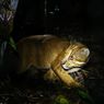 Indonesian Conservationists Release Golden Cats Into the Wild