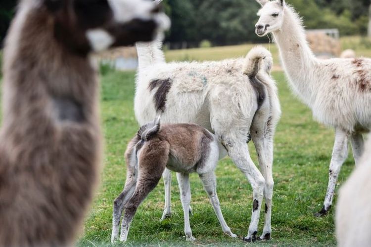 Llama dan alpaca memiliki antibodi khusus yang direkayasa para ilmuwan di laboratorium.