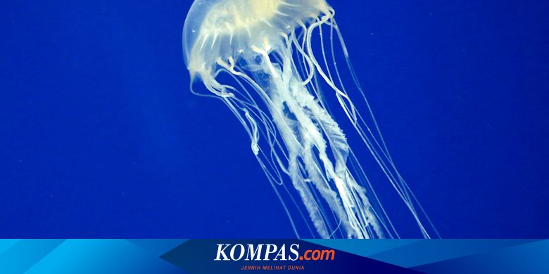 Fakta Menarik Ubur Ubur Hewan Purba Hingga Pernah Ke Luar Angkasa Halaman All Kompas Com Ubur ubur ikan lele dj slowmo full bass viral tik tok original music remix by elfrids dji @bass krm revolution (subscribe juga yah channelnya). fakta menarik ubur ubur hewan purba