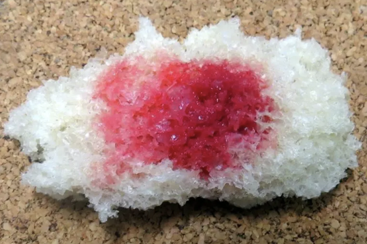 Roti yang terkontaminasi bakteri Serratia marcescens terlihat seperti berdarah.