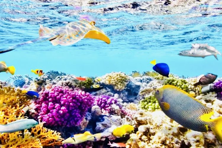 Surga bawah laut Taman Nasional Bunaken