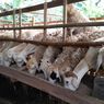 Kurban Sapi Patungan atau Kambing Sendiri, Mana Lebih Utama? Ini Penjelasan Ulama