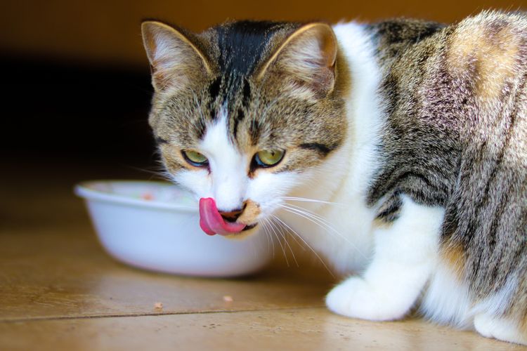 Terapkan pola makan yang benar untuk meredakan radang sendi pada kucing