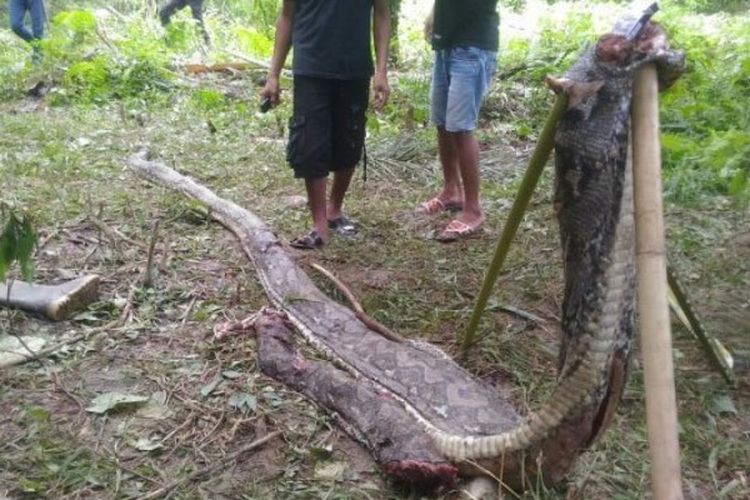 Ular piton sepanjang tujuh meter yang menelan Akbar (25) warga Desa Salubiro, Kecamatan Karossa, Kabupaten Mamuju Tengah, Sulbar, sempat jadi tontonan warga di lokasi kejadian. 
