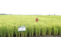 Dukung Pengembangan Hortikultura, Guru Besar IPB: Bisa Jadi Cash Crop