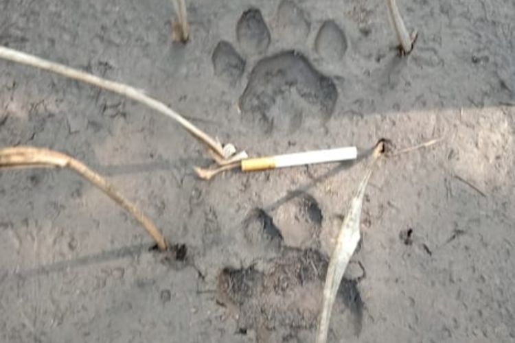 Inilah jejak harimau sumatera yang ditemukan warga usai menerkam ayam didekat pondok kebun sawit di Desa Tasik Tebing Serai, Kecamatan Talang Muandau, Kabupaten Bengkalis, Riau, Jumat (23/4/2022) pagi.