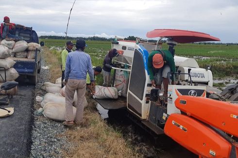 250 Hektar Sawah di Kawasan Food Estate Pulang Pisau Siap Panen Raya