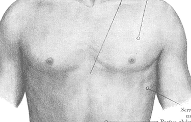 Ilustrasi linea alba atau garis vertikal pada perut.