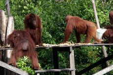 Masih Banyak Orangutan Menggelandang