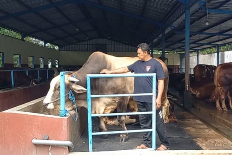 Sapi jenis Simental milik warga Desa Sumbermulyo, Kecamatan Jogoroto, Kabupaten Jombang, Jawa Timur, dibeli Presiden RI Prabowo Subianto sebagai hewan kurban untuk hari raya Idul Adha 2025.