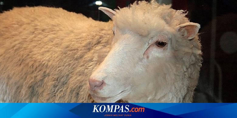 Kisah Domba Dolly Hasil Kloning Mamalia Pertama Di Dunia