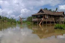 Petani Korban Banjir Konawe Kesulitan Bibit Padi