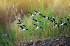 Bagaimana Burung Mendapatkan Energi saat Terbang Bermigrasi?