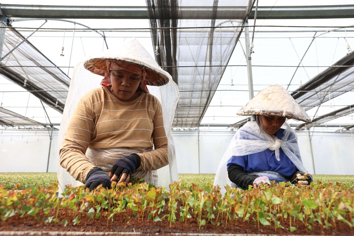 Pekerja menanam eucalyptus di rooting house di kebun pembibitan milik PT Toba Pulp Lestari Tbk di Aek Nauli, Simalungun, Sumatera Utara, Senin (8/8/2022). Di tempat ini 2,5 juta bibit eucalyptus diproduksi tiap bulannya untuk didistribusikan ke 5 lokasi lahan konsesi hutan tanaman industri milik TPL di Aek Nauli, Habinsaran, Tapanuli Selatan, Aek Raja, dan Tele.