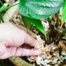 8 Manfaat Cangkang Telur untuk Tanaman dan Cara Menggunakannya