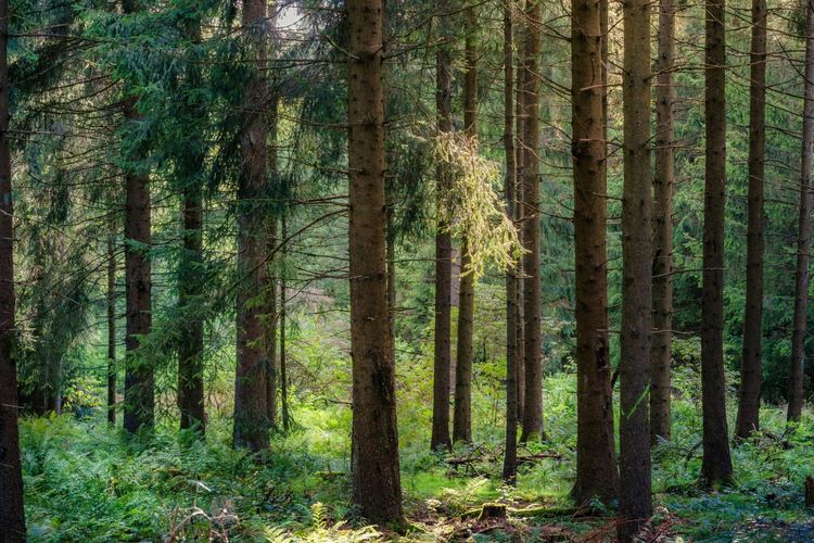 Black Forest Jadi Pilihan Wisatawan Eropa untuk Cari Udara Sejuk