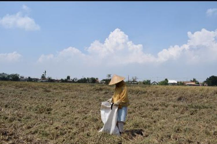 Petani sedang menggarap sawah.