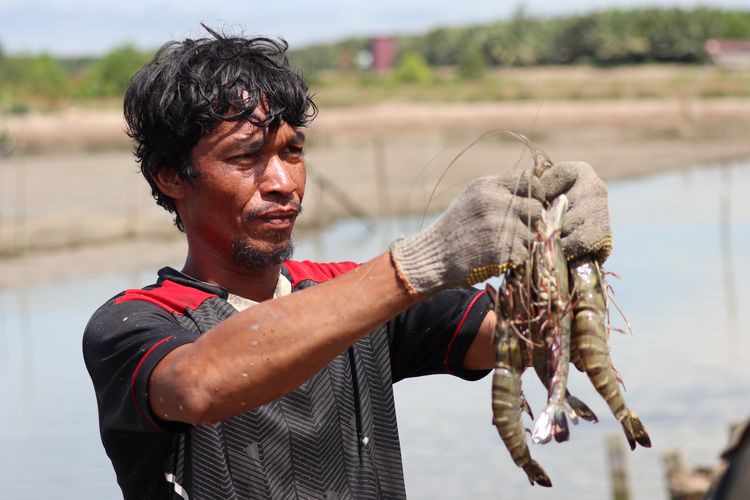 Petambak udang yang didukung Program  MESTI di Desa Pegat Batumbuk, Kecamatan Pulau Derawan, Kabupaten Berau, Kalimantan Timur, berhasil memanen udang windu pada Rabu (21/8/2024). 