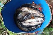 Ratusan Ikan Dewa di Balong Girang Kuningan Mati Massal
