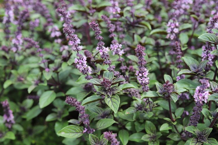 Ilustrasi tanaman selasih.