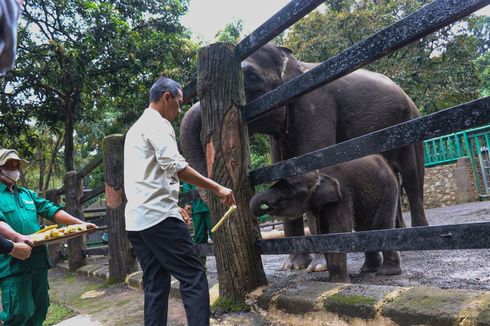 Perbaikan Taman Margasatwa Ragunan Akan Berlangsung Lebih dari 2 Tahun