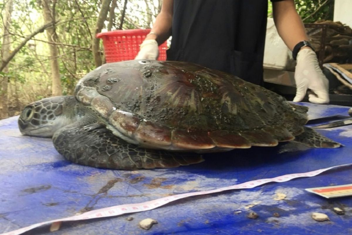 Penyu hijau terdampar di pantai Thailand dengan sampah plastik di ususnya.