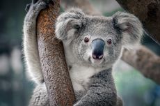 Apakah Koala Punya Kantong Seperti Kanguru?