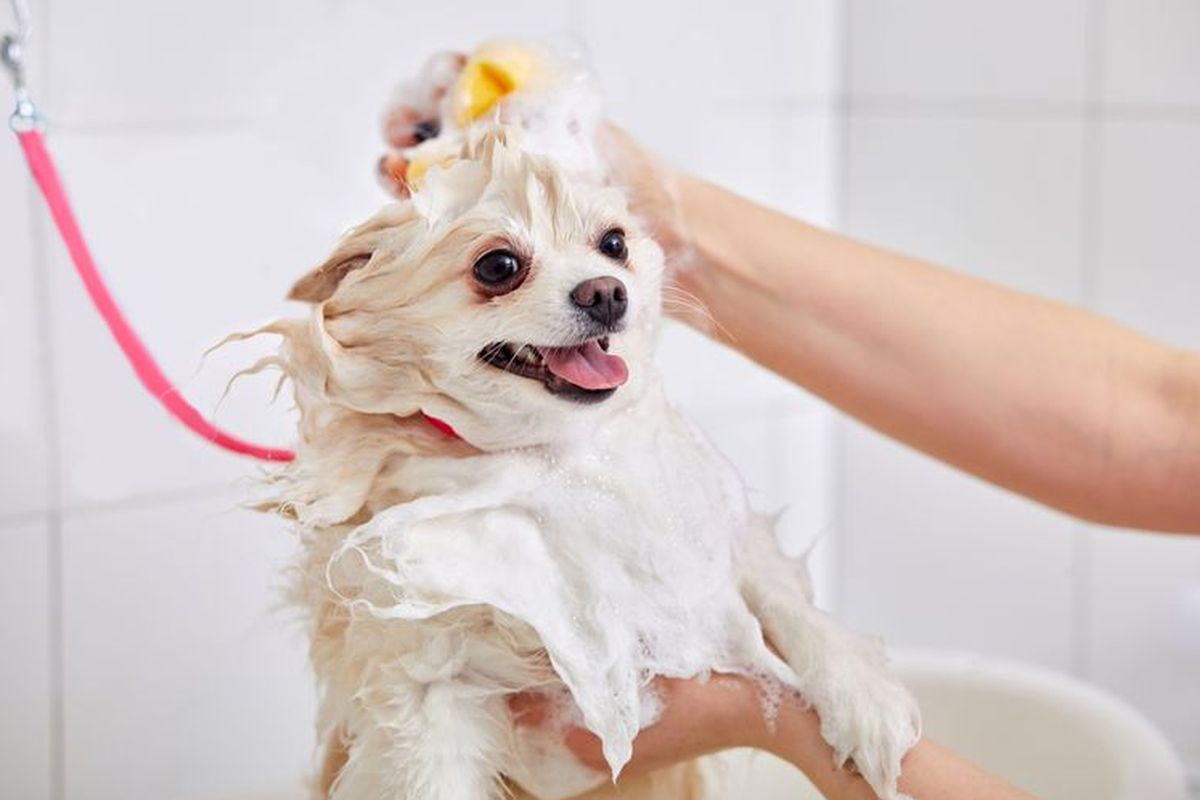 Mengapa Anjing Takut Mandi? Ini Penyebab dan Cara Mengatasinya