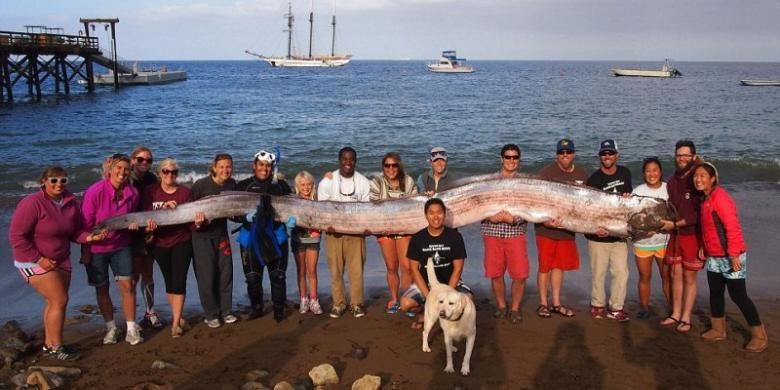 Warga Santa Catalina, California memamerkan oarfish raksasa yang mereka temukan. Ikan ini biasa hidup di kedalaman sekitar 900 meter dan bisa tumbuh hingga mencapai panjang lebih dari 15 meter dengan berat sekitar 300 kilogram.