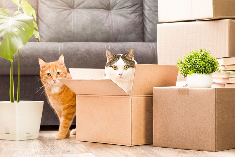 Ilustrasi pindah rumah bersama kucing peliharaan.