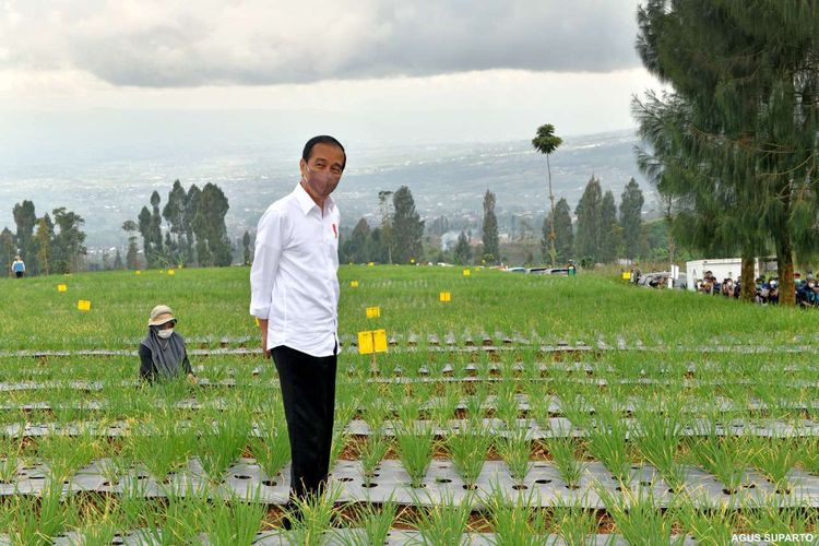 Presiden Jokowi meninjau petani yang tengah melakukan penanaman bawang merah di lokasi food estate di Desa Bansari, Kecamatan Bansari, Kabupaten Temanggung, Jawa Tengah, Selasa (14/12/2021). Food estate merupakan program strategis pembangunan pertanian nasional tahun 2021 sebagai upaya menaikkan cadangan pangan nasional sekaligus meningkatkan kesejahteraan petani.