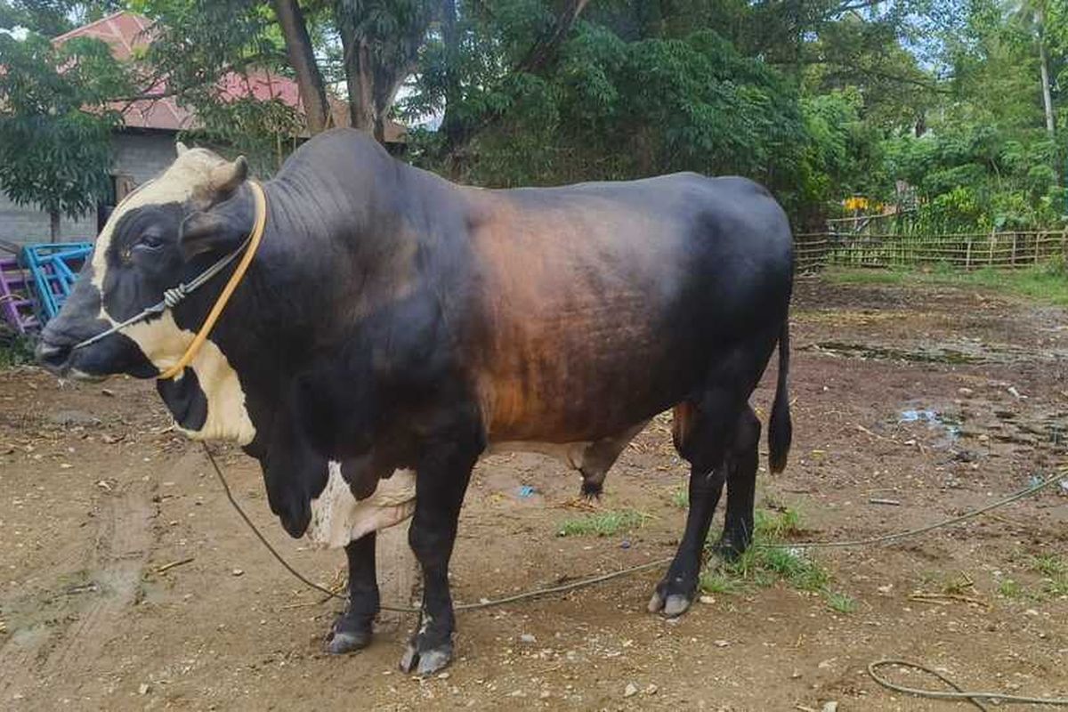 Sapi kurban bantuan Presiden Joko Widodo untuk Provinsi Gorontalo memiliki bobot 991 kg. Sapi ini dipelihara oleh Rusli Usman warga Kabupaten Gorontalo Utara.