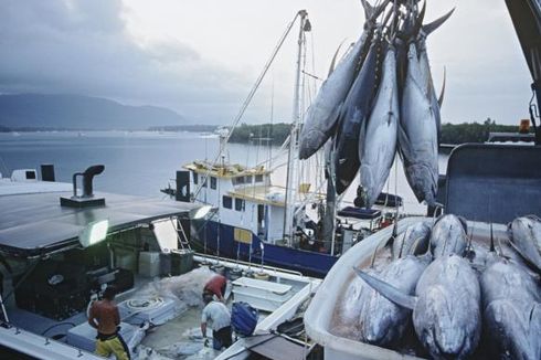 Mulai 2022, Penangkapan Ikan di Laut Akan Dibatasi lewat Sistem Kuota