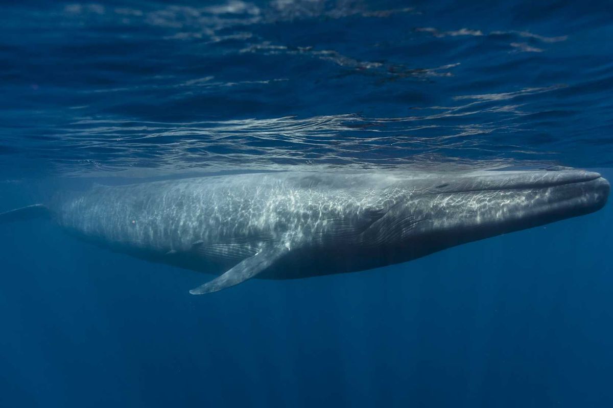 ilustrasi paus biru