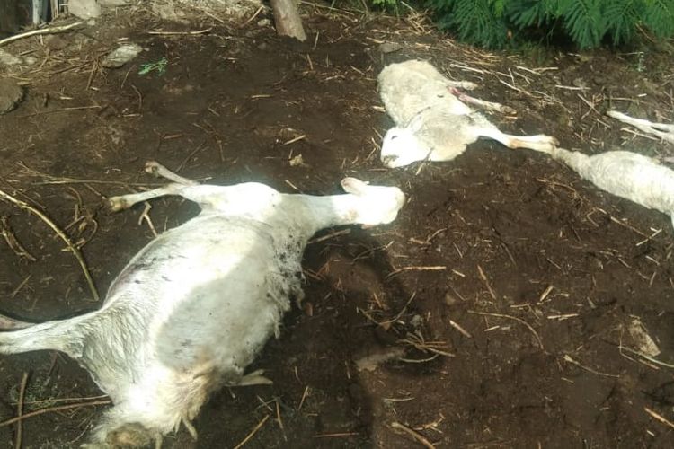 Ilustrasi ternak kambing yang diduga mati diserang hewan buas.