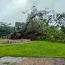 Pohon Beringin 68 Tahun yang Ditanam Presiden Soekarno di Atambua NTT Tumbang karena Angin Kencang